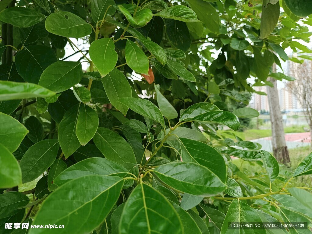 繁茂绿叶植物景观