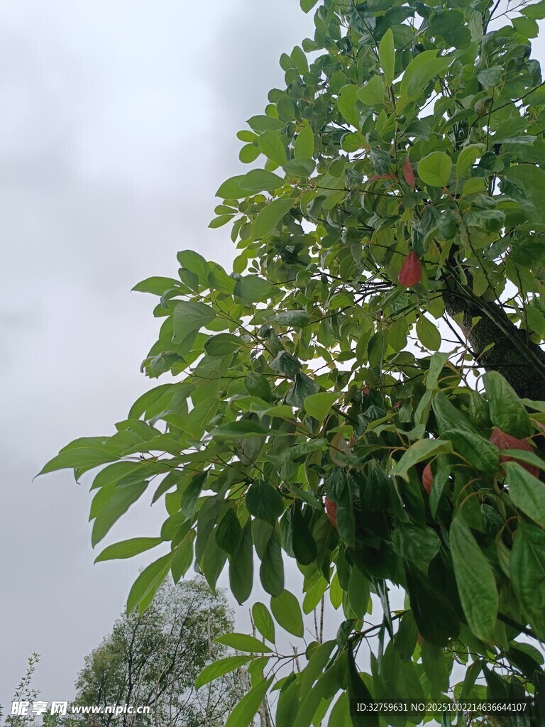 绿叶繁茂的树木