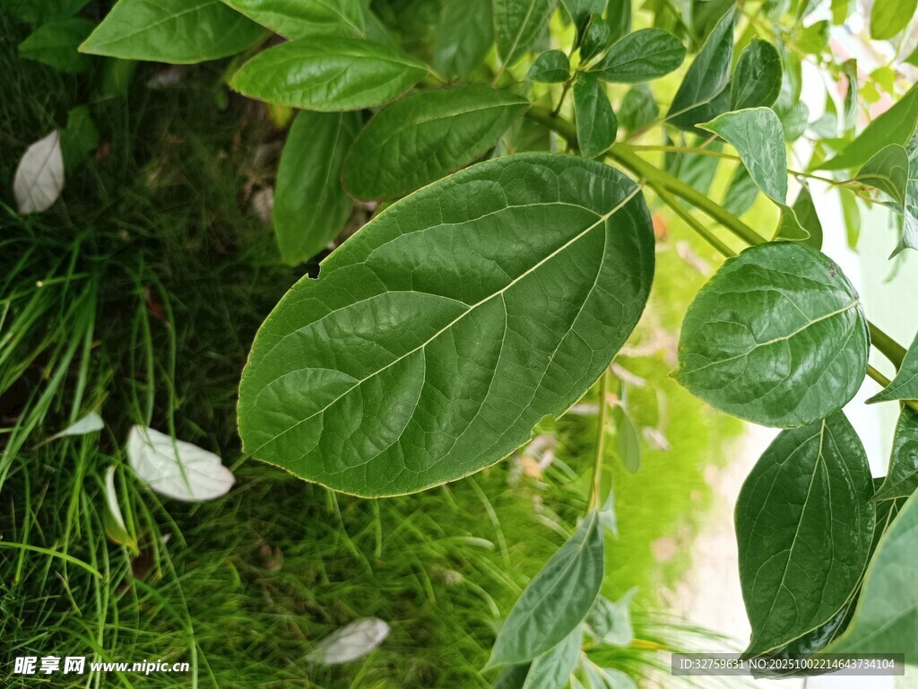 绿叶葱茏的植物景象