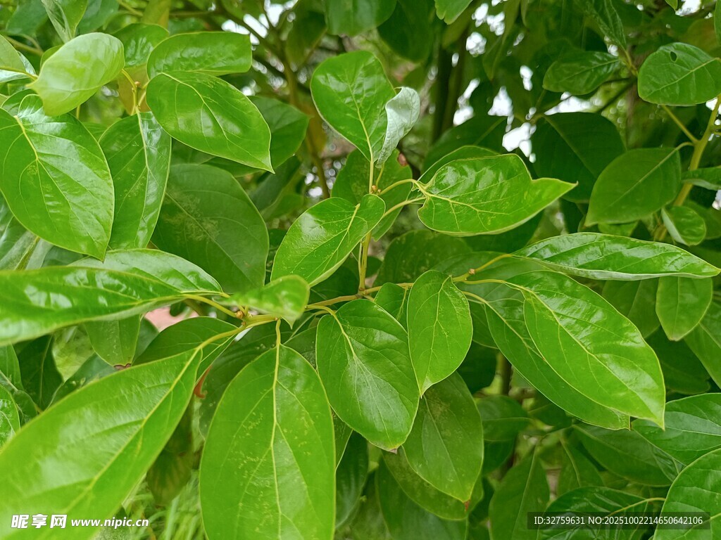 翠绿欲滴的植物叶片