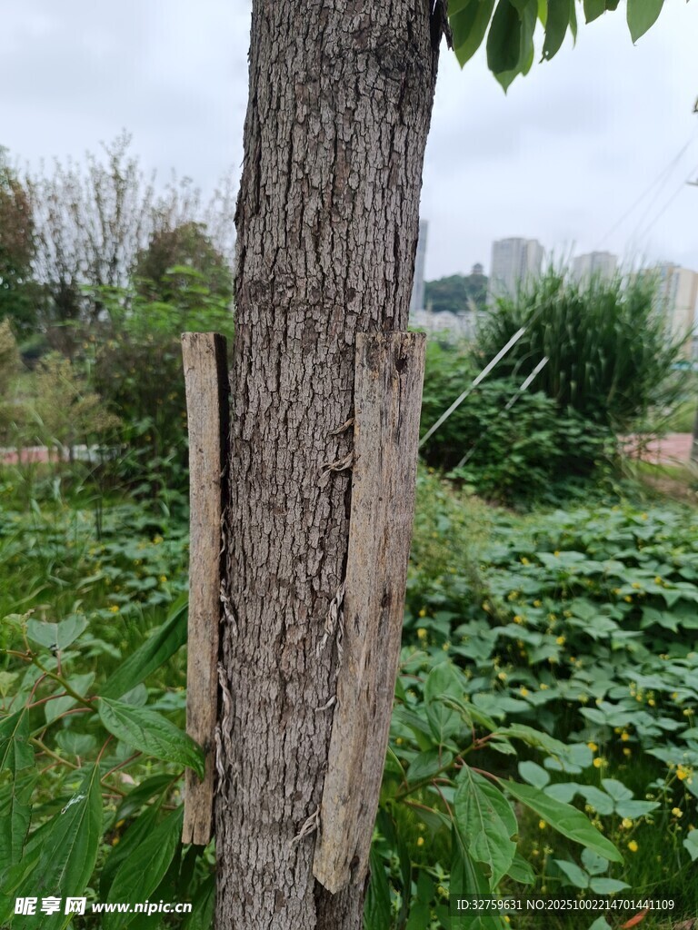 树干旁的繁茂荷塘景色