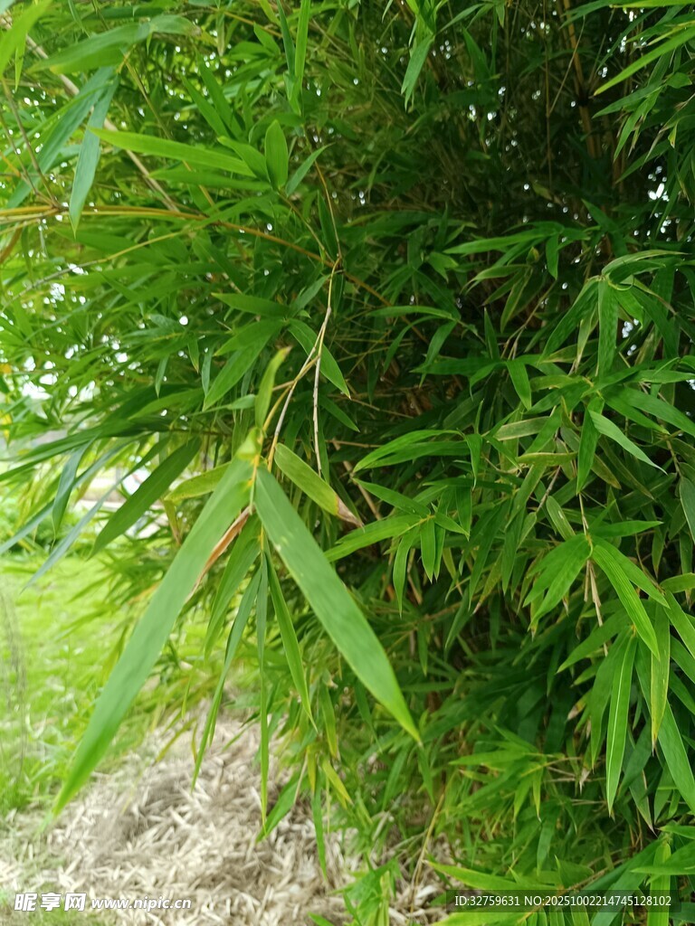 翠绿竹林近景