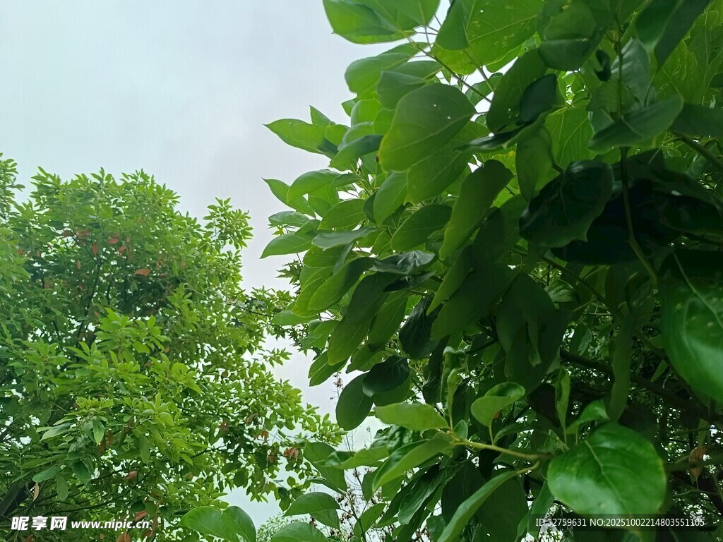 绿意盎然的繁茂树林