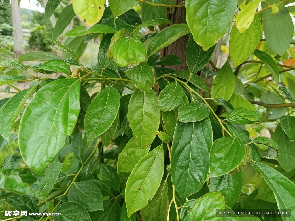 翠绿繁茂的枝叶景观