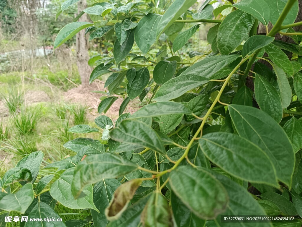 绿叶繁茂的植物枝条