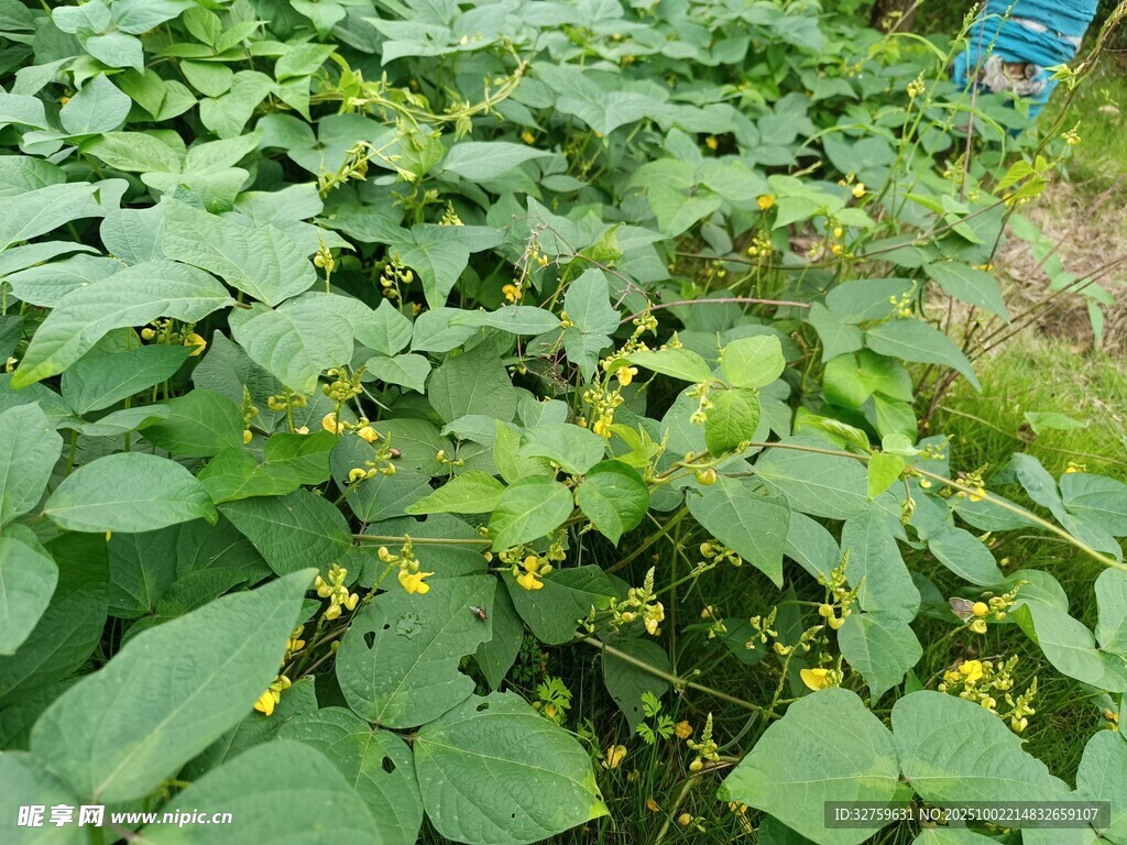 田间繁茂的绿色植物