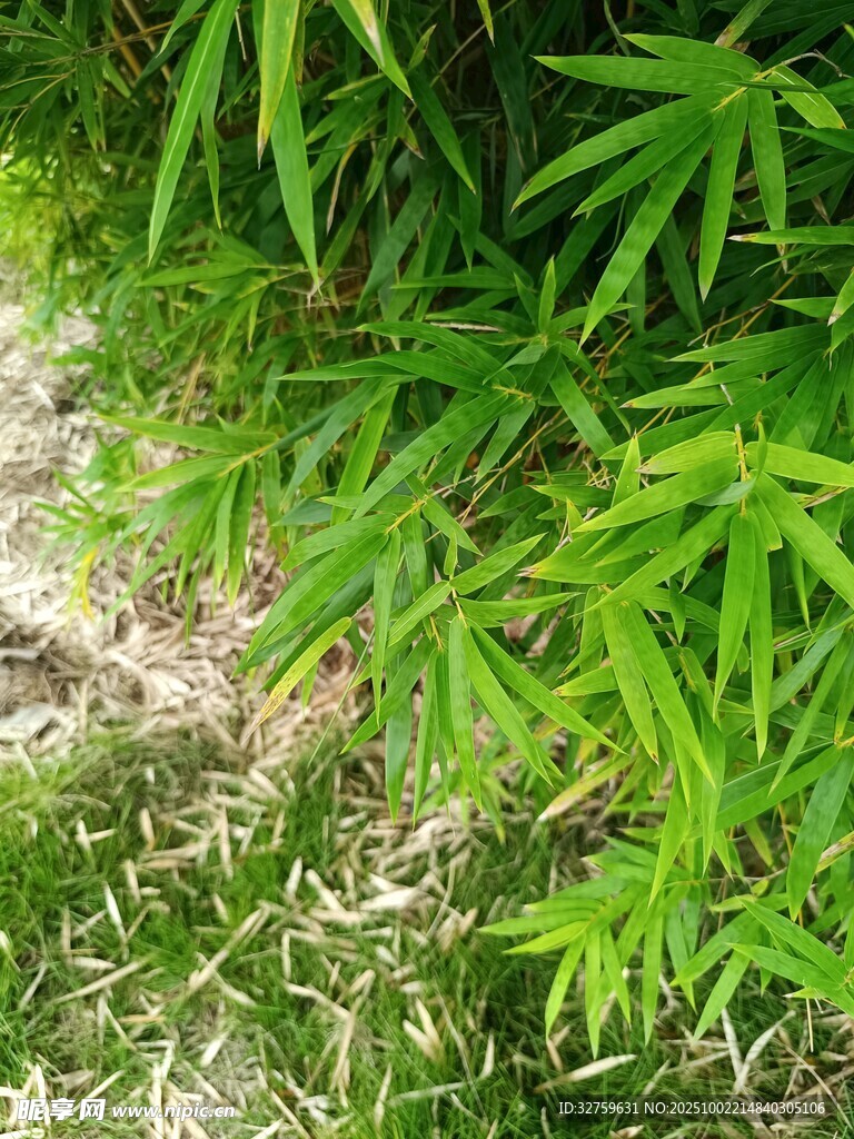 翠绿竹叶与草地景象