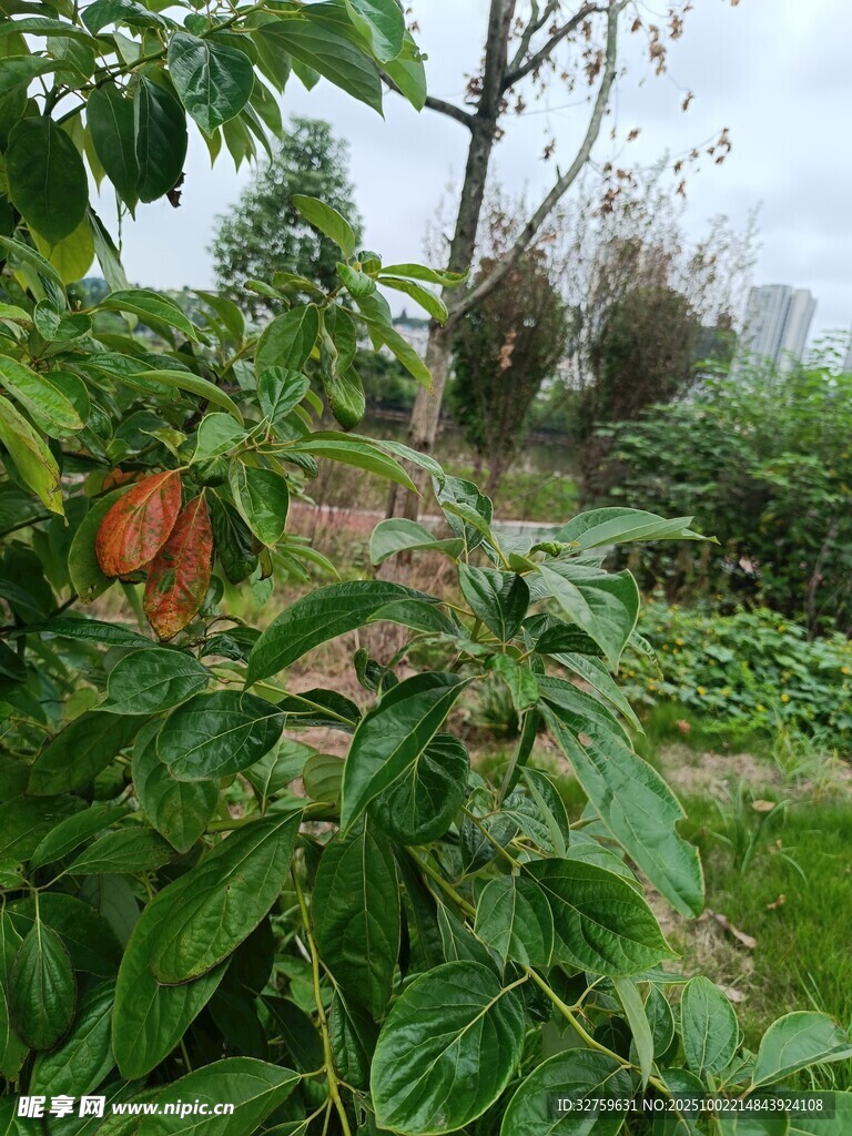 绿叶间的多彩植物景观