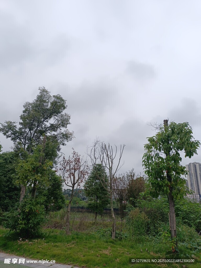 户外绿树景观