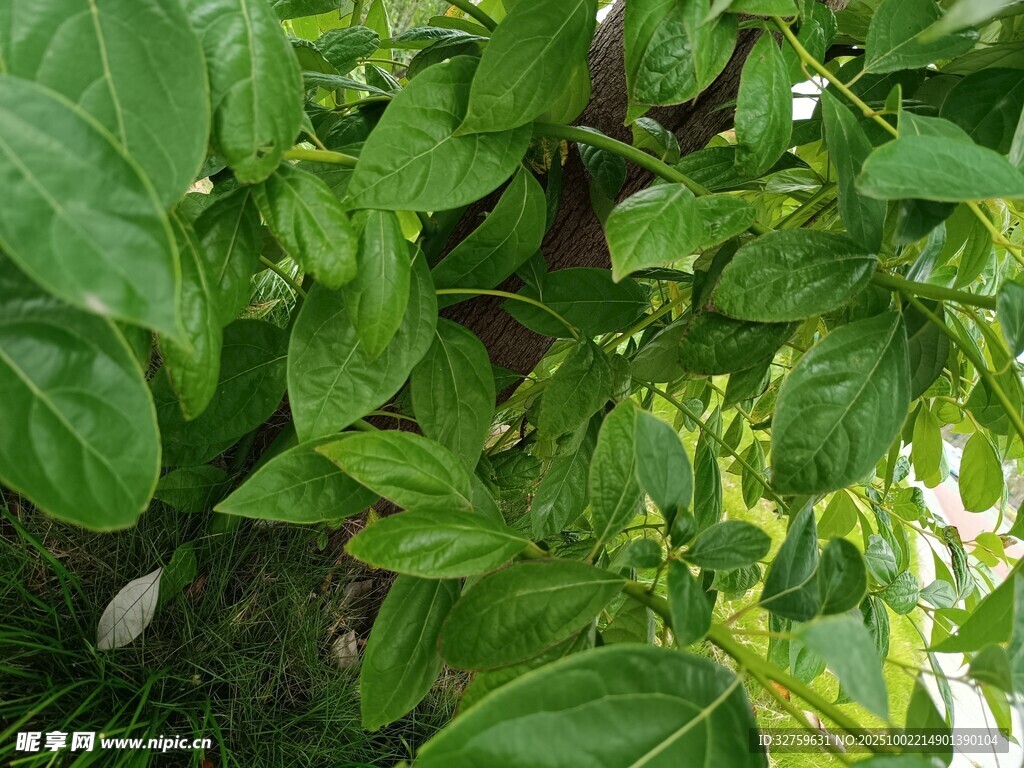 绿叶繁茂的清新植物