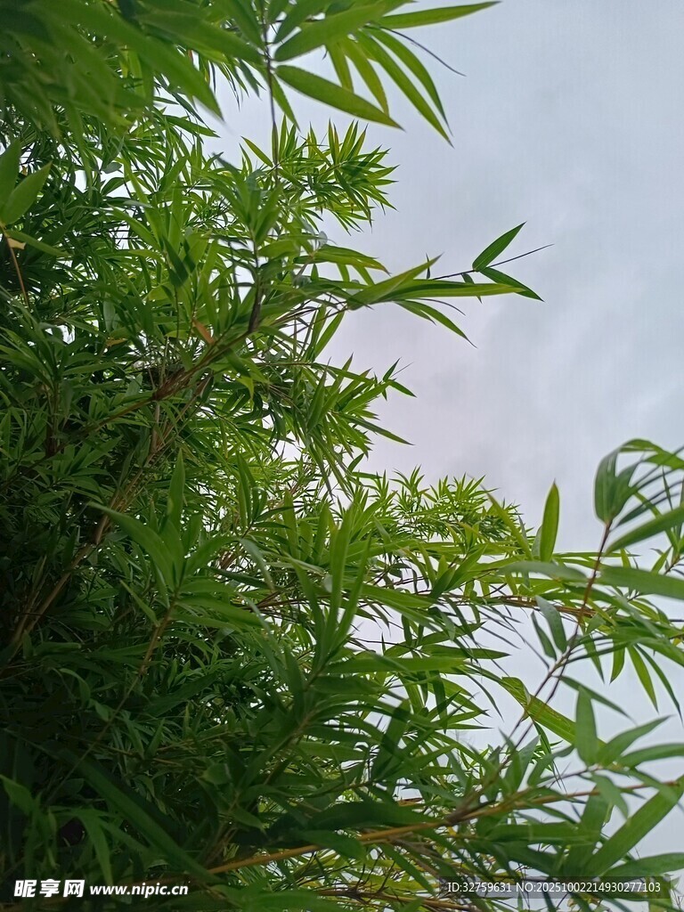 翠绿竹叶映于天际
