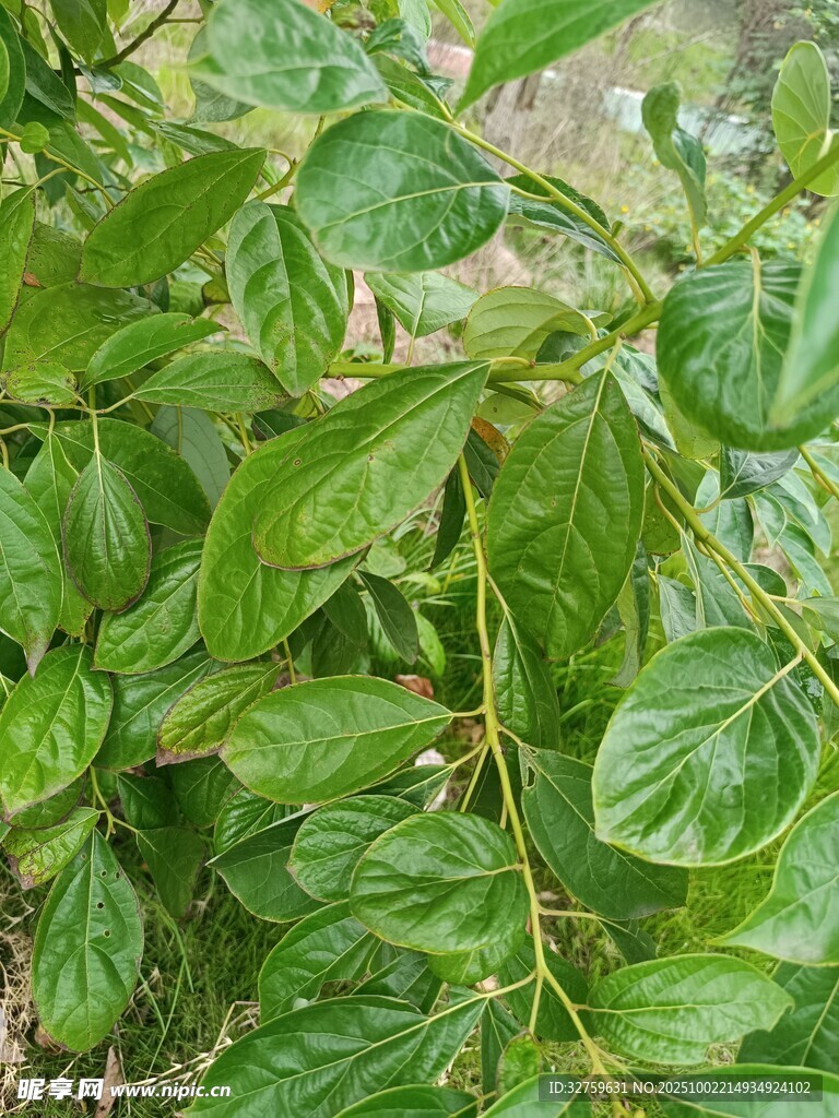 翠绿繁茂的植物叶片
