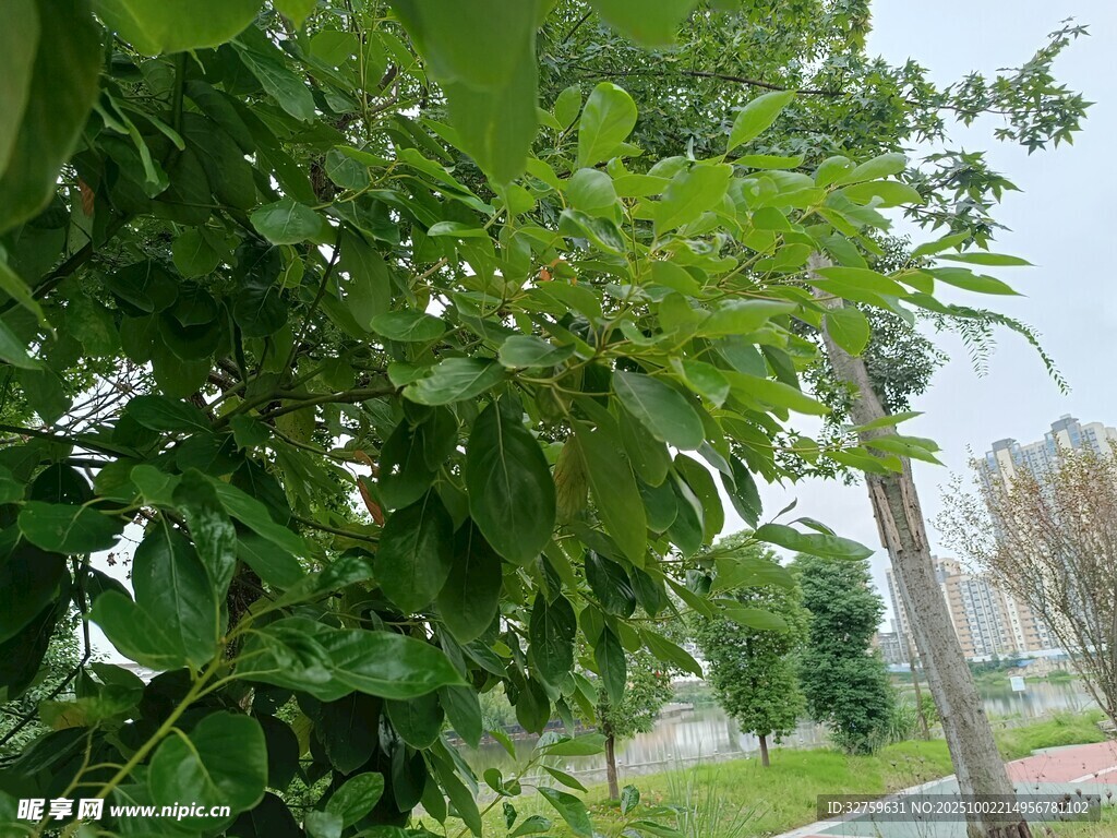 绿叶繁茂的街边树木