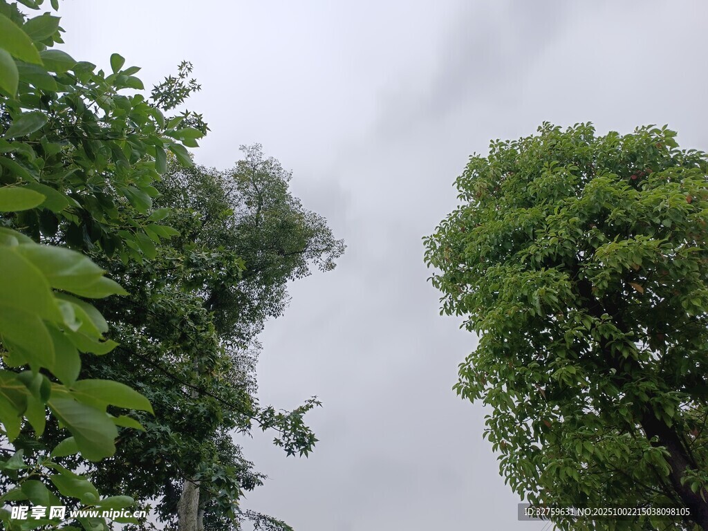 绿树映灰天