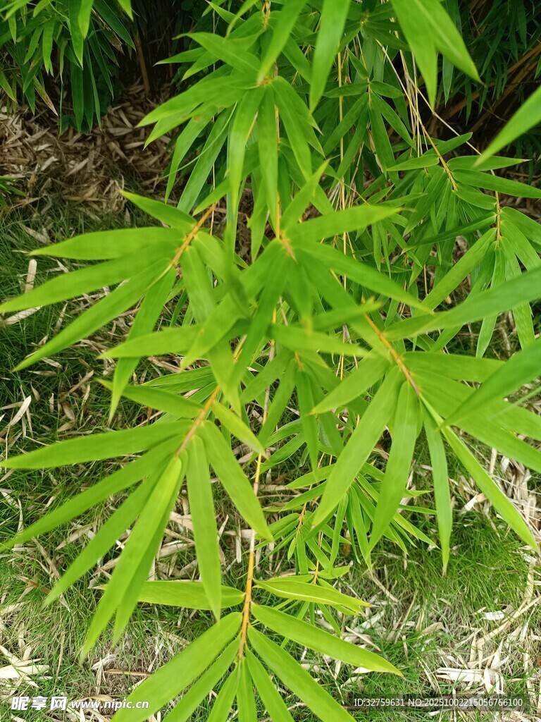 嫩绿竹叶生机盎然
