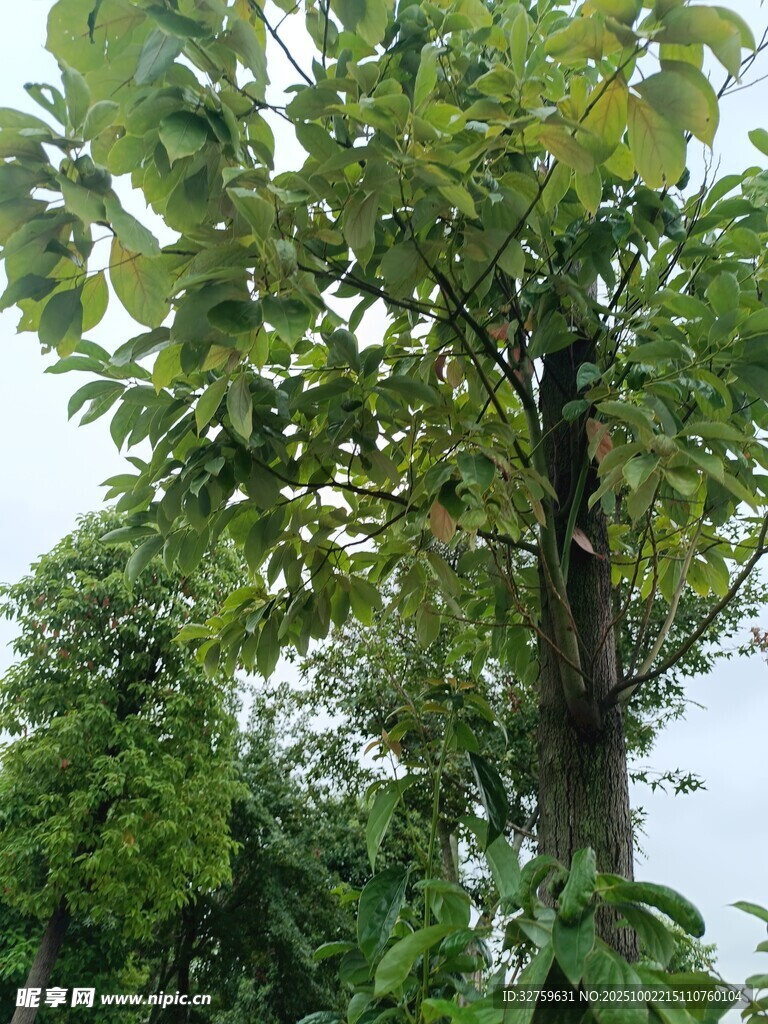 郁郁葱葱的高大树木