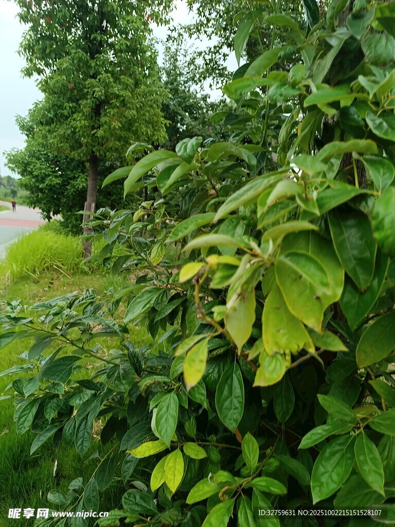 路边葱郁绿植