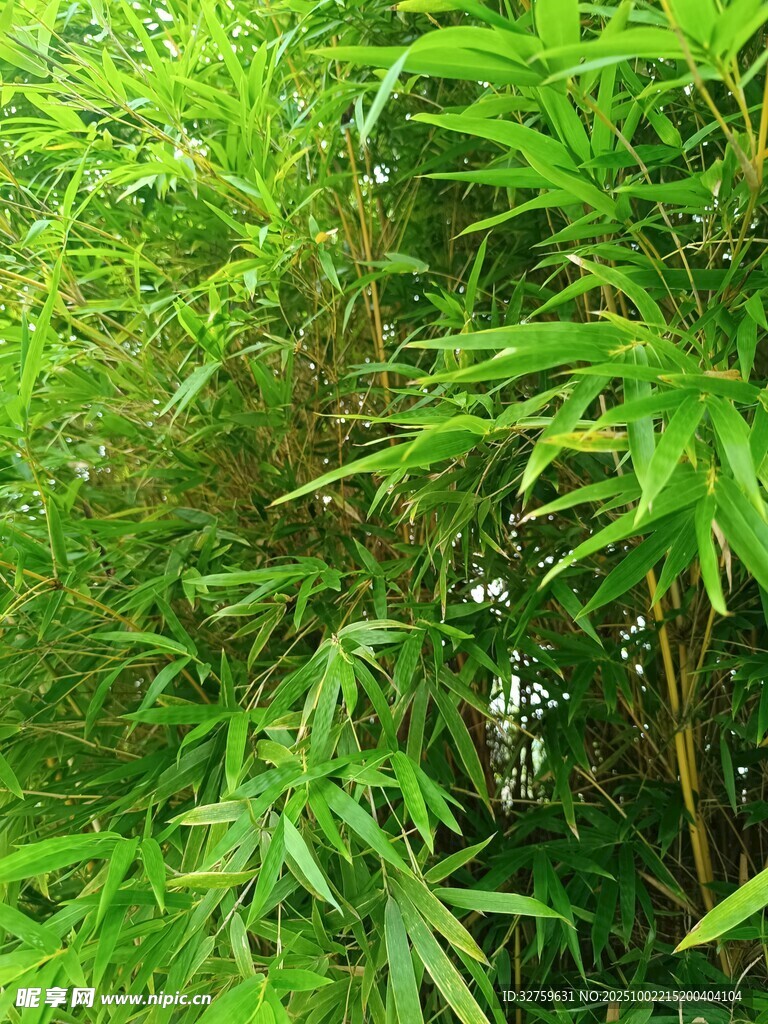 翠绿竹林景致