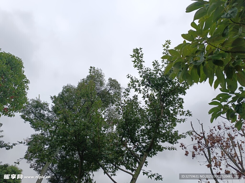 绿树繁茂的天空景致