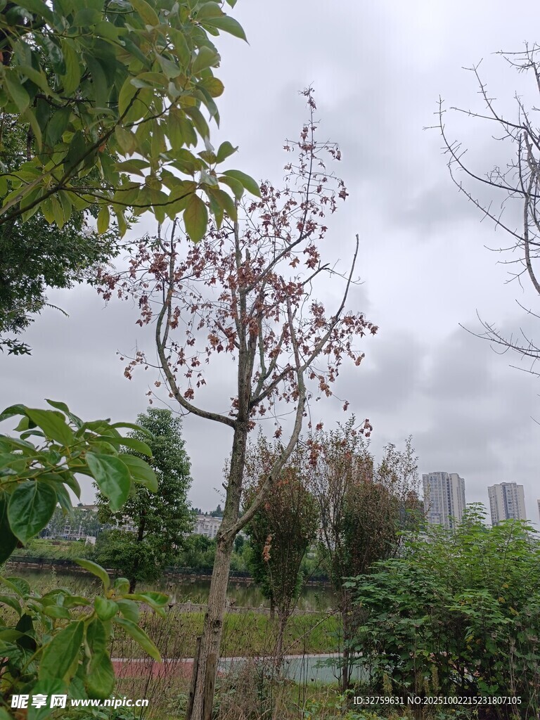 雨中园林树木景观