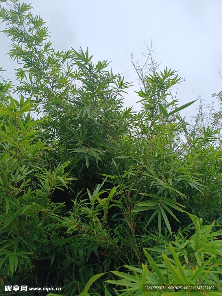 翠绿繁茂的户外植物景观