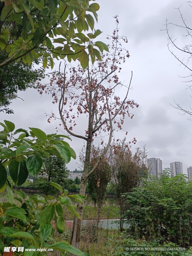 阴天中的繁茂绿植景观