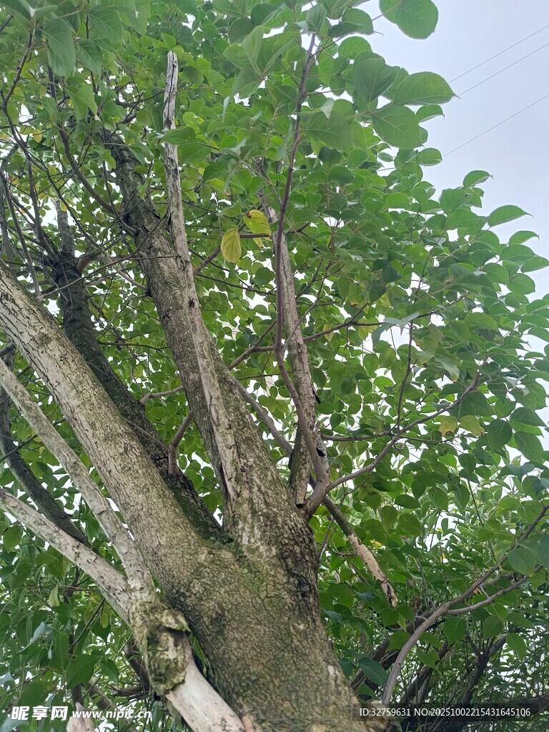 繁茂大树 