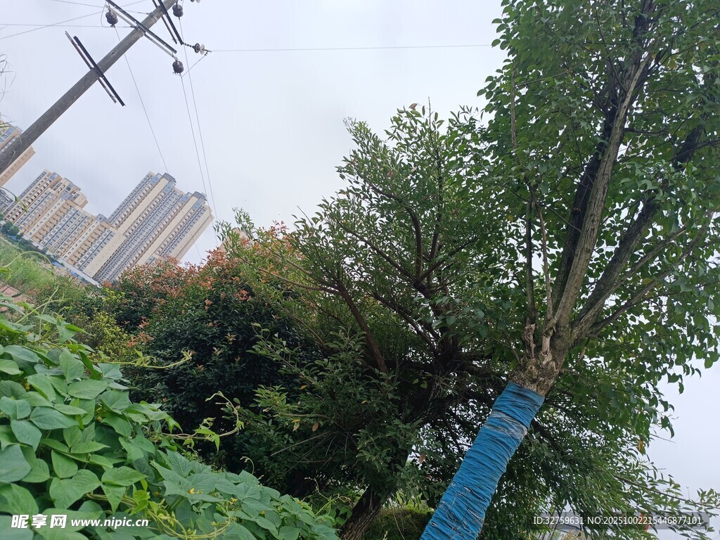 城市中葱郁树木与绿植