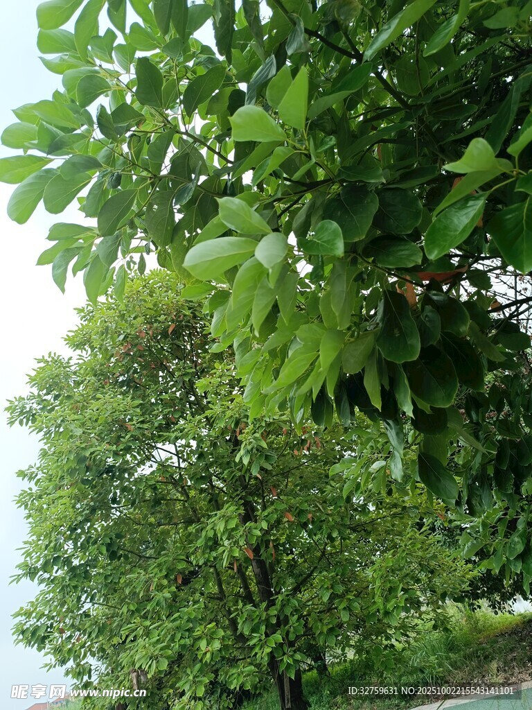 绿叶繁茂的树木景观