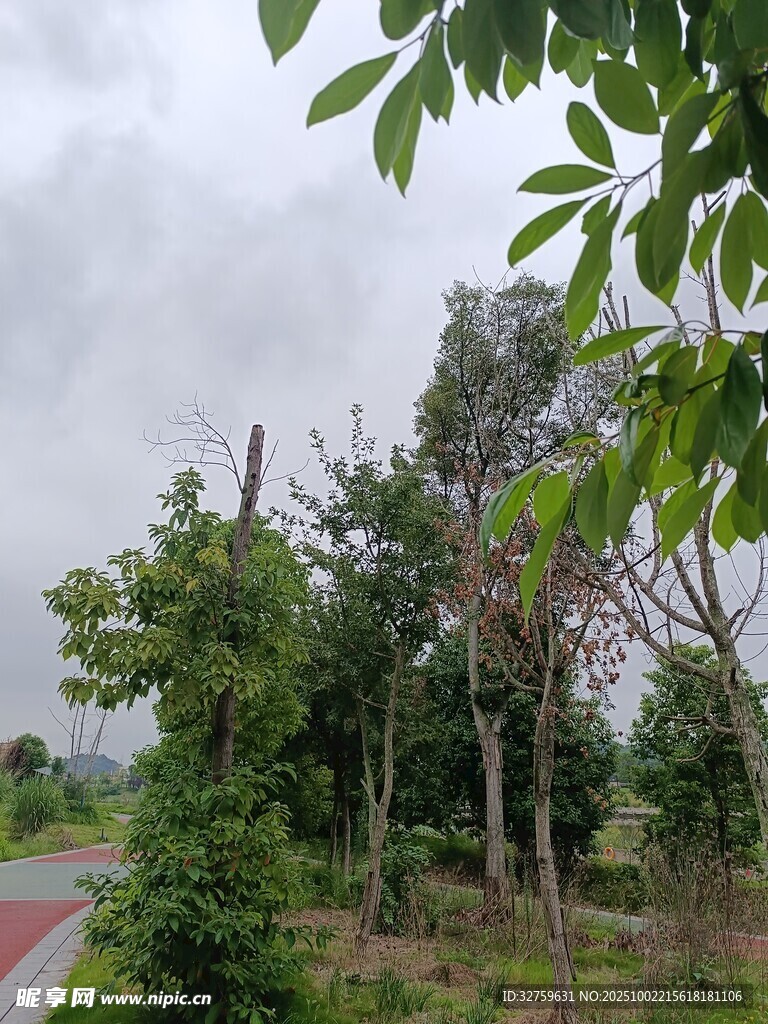 路边绿意盎然的树木景观