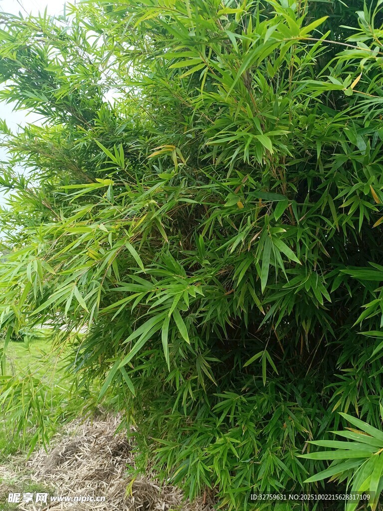 茂密竹林绿意盎然