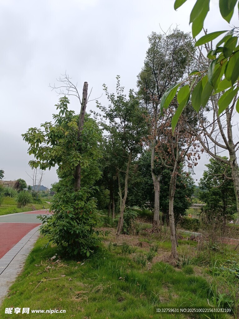 城市中的绿意盎然小路