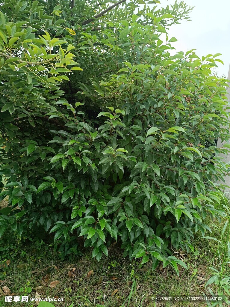 茂密绿植景观