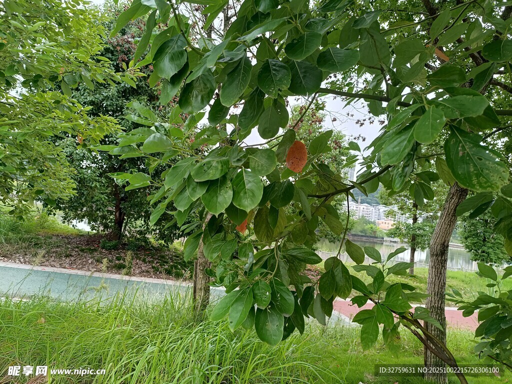 绿叶间的红果