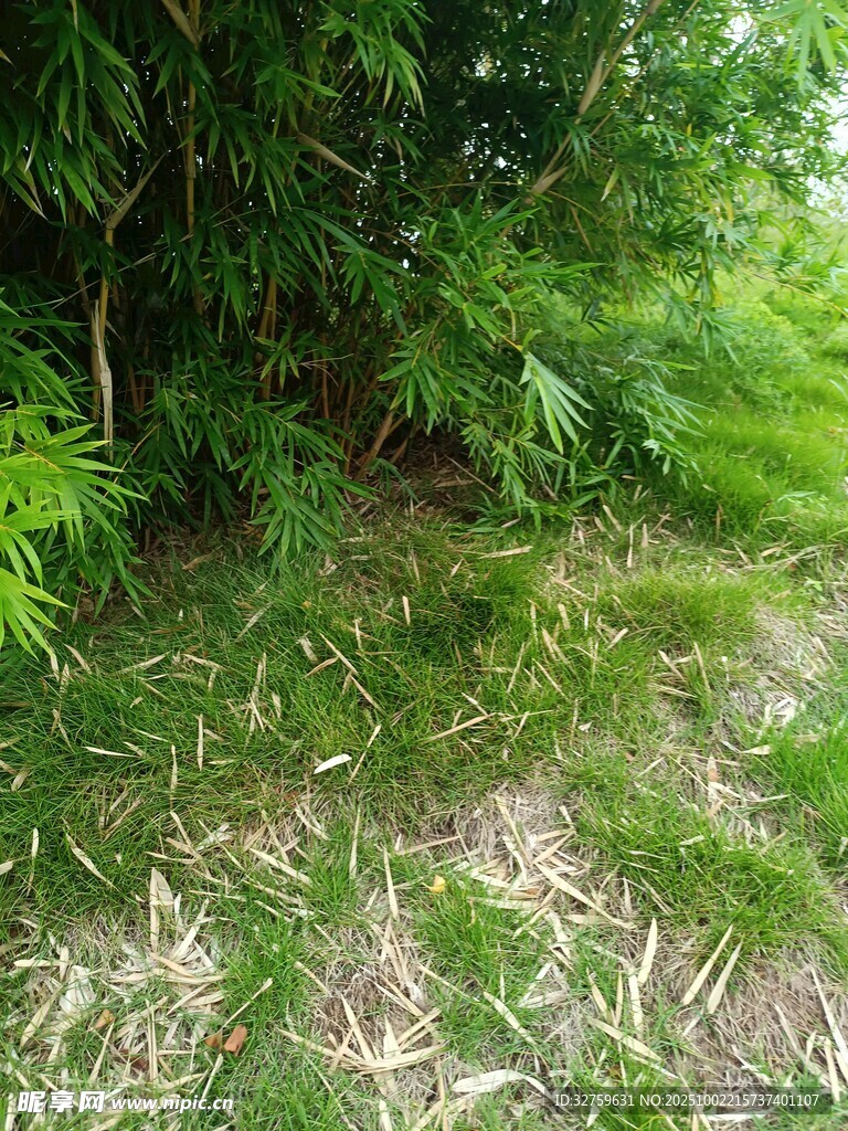 林间草地 