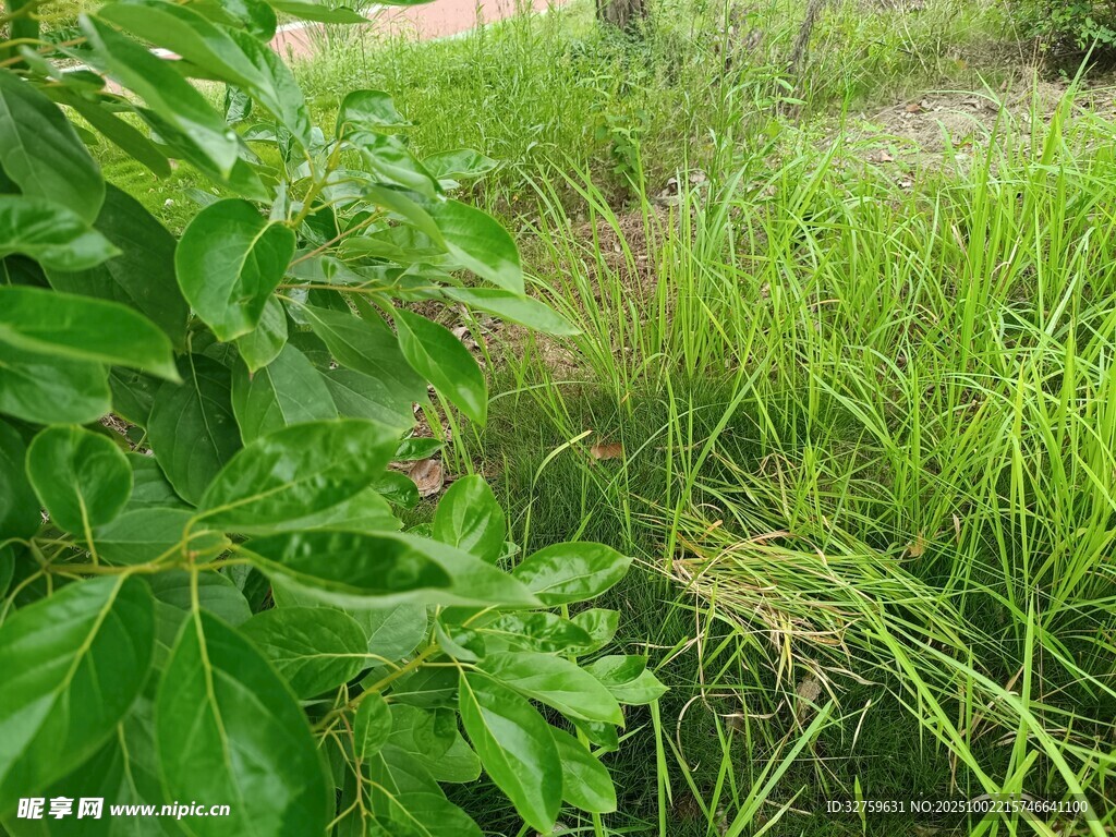 野外繁茂绿植景象