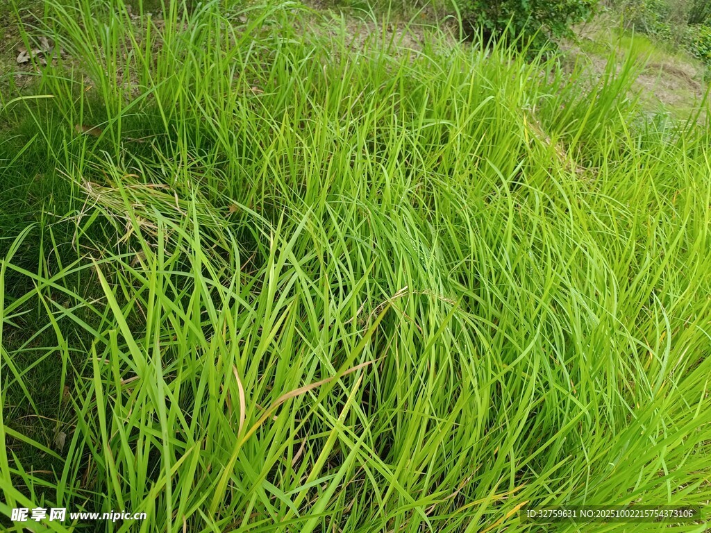 翠绿草地
