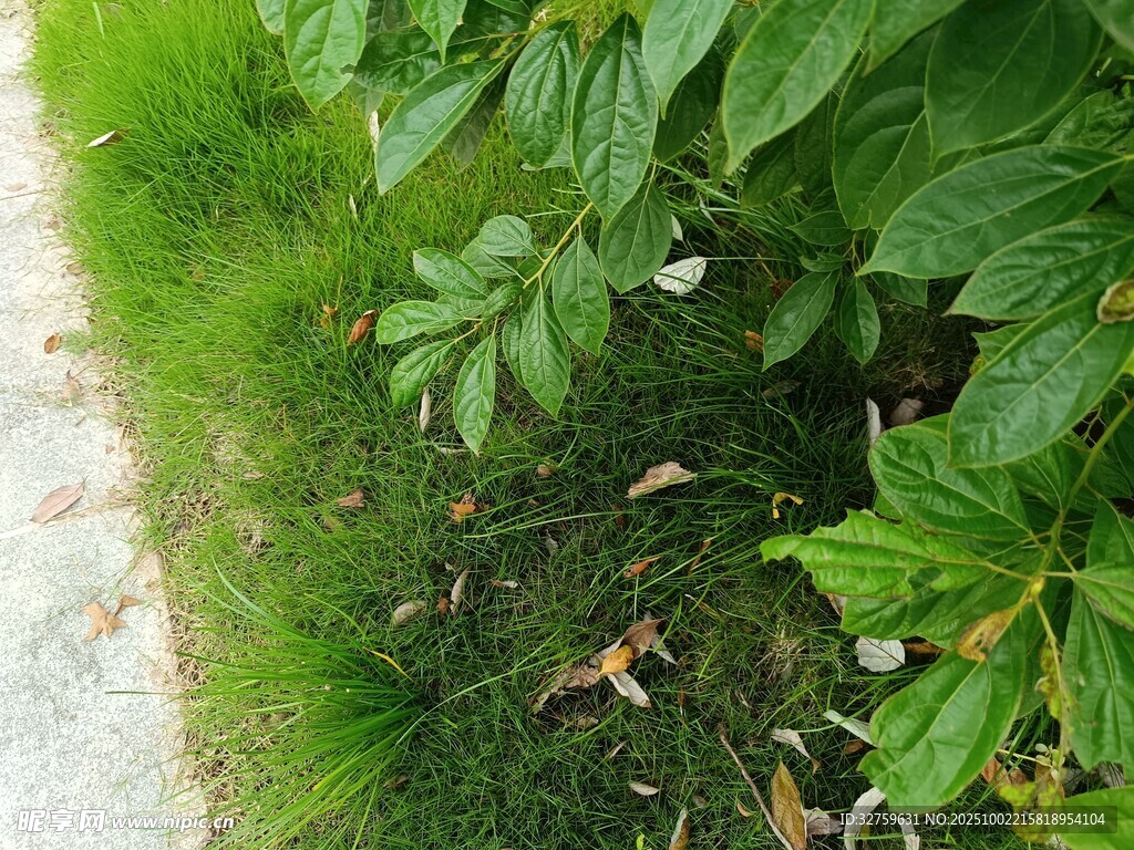 路边绿植景观