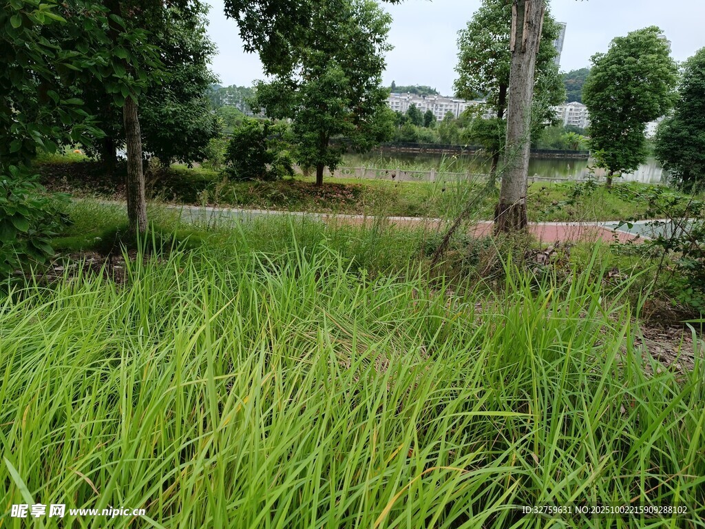 野外葱郁草地与树木景观