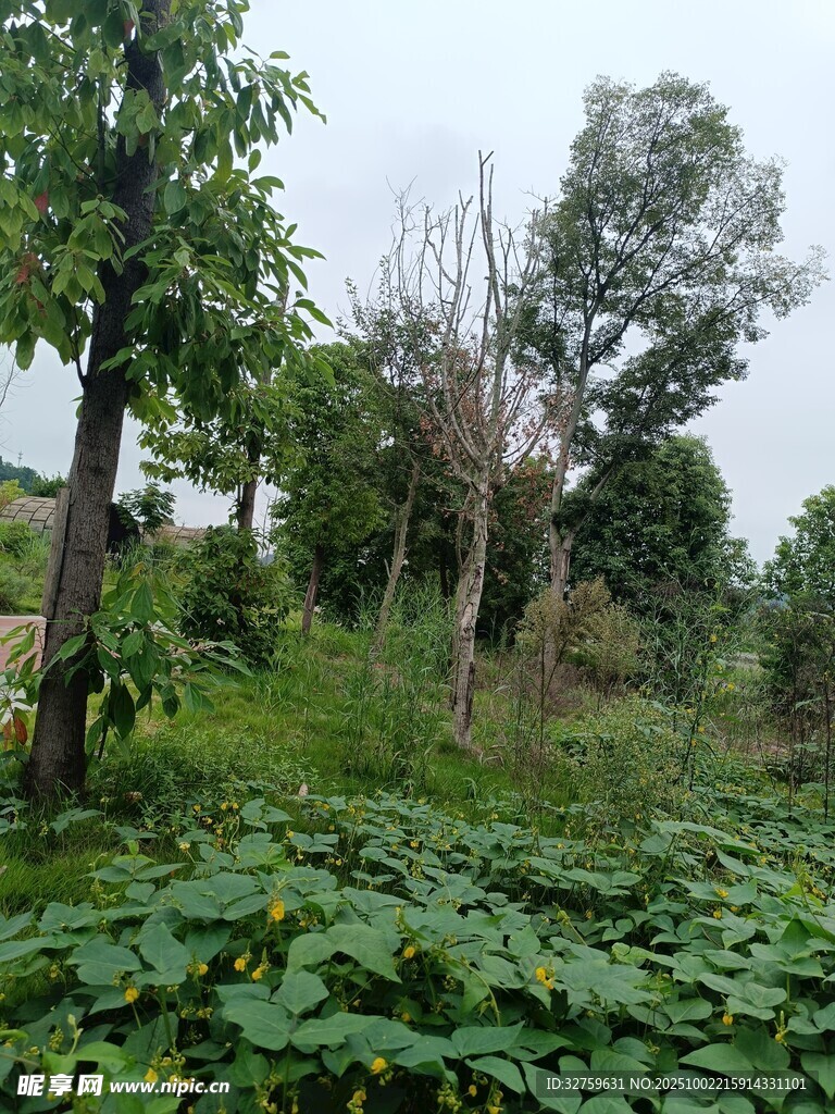 绿意盎然的野外树林景观