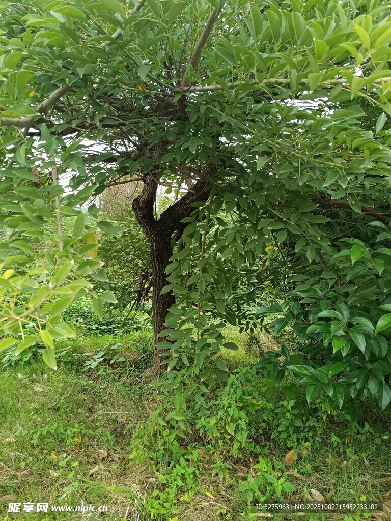 野外繁茂树木与绿植景象