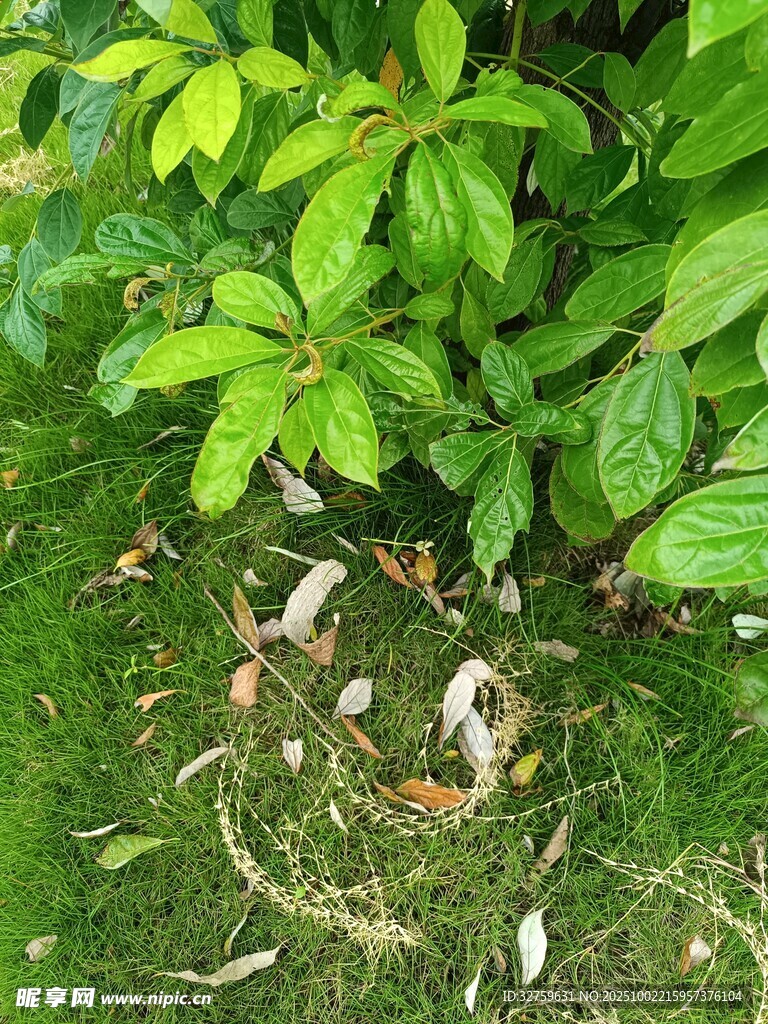 绿叶下的散落枯叶