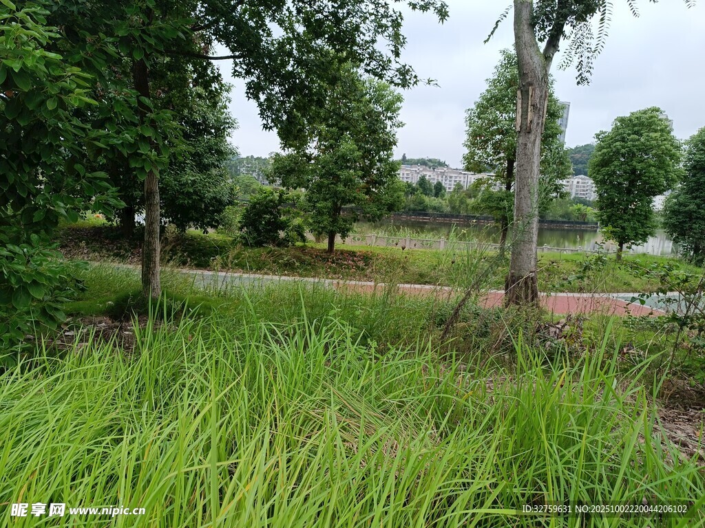 野外绿意盎然的自然风景
