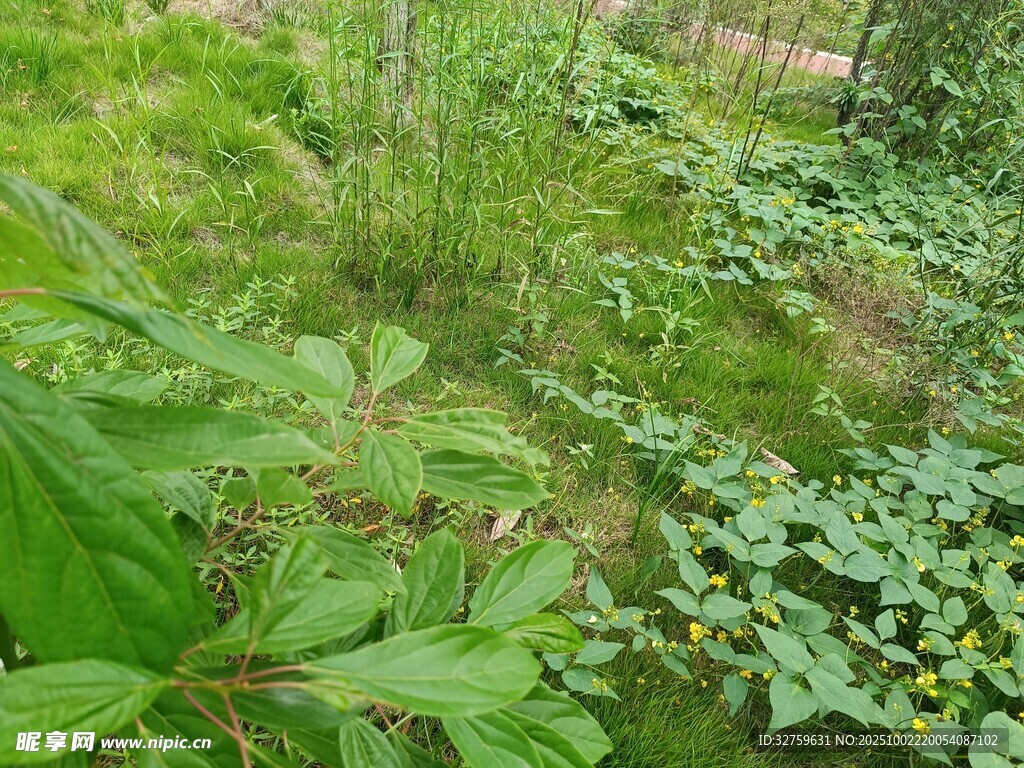 绿意盎然的野外植物景观