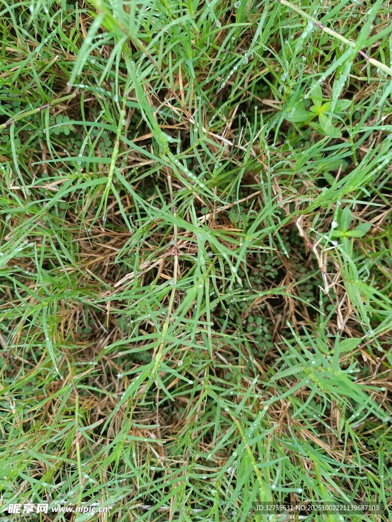 翠绿草地纹理特写
