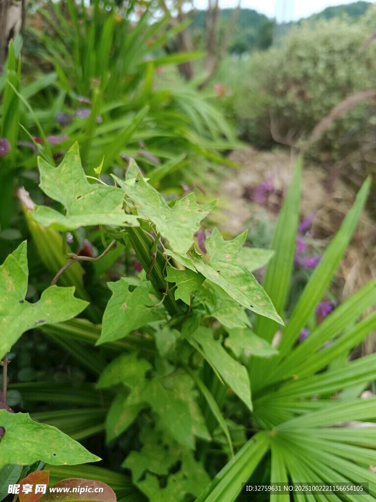 繁茂绿植