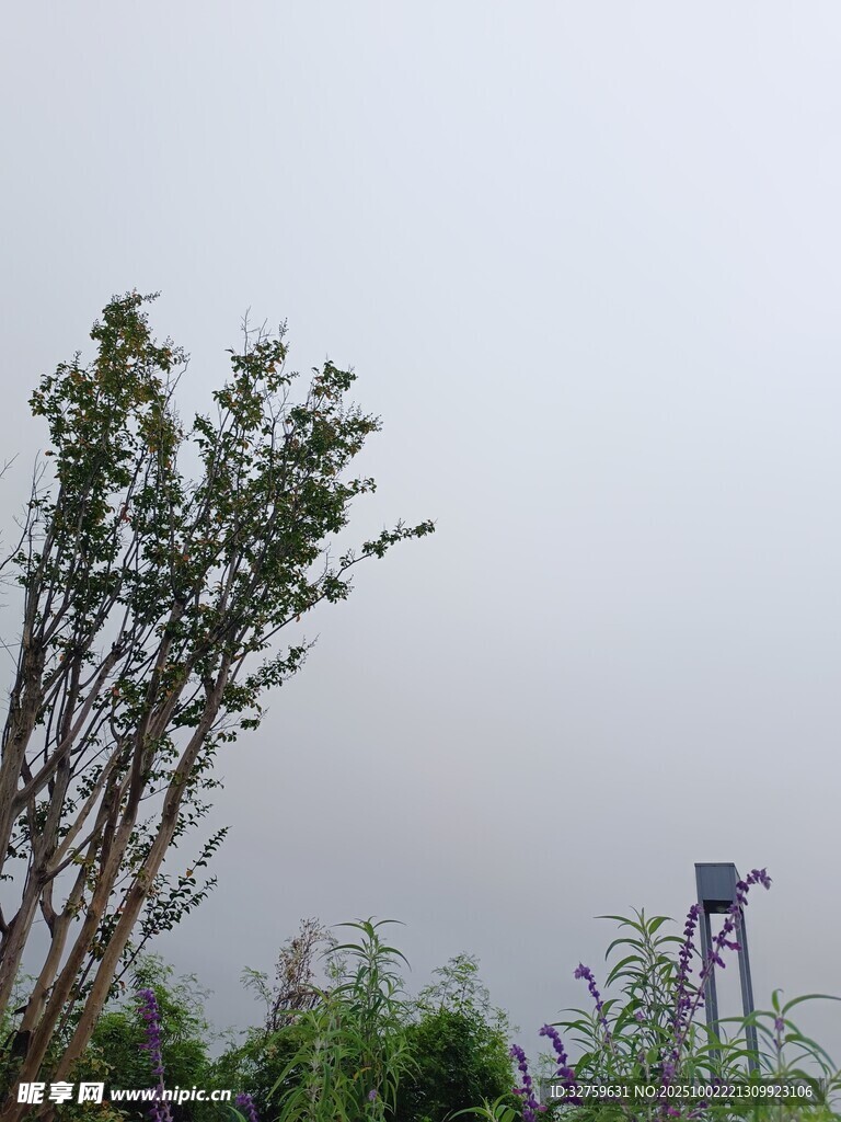 雾中树木与远处设施