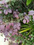紫叶植物特写