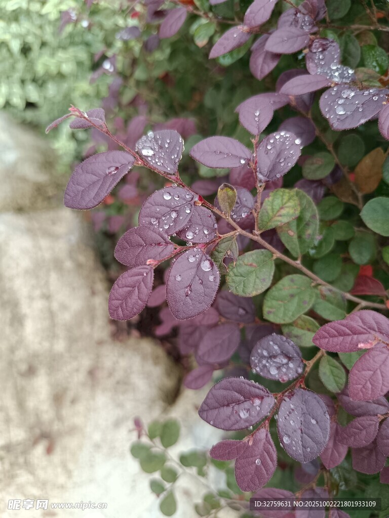 紫叶植物特写