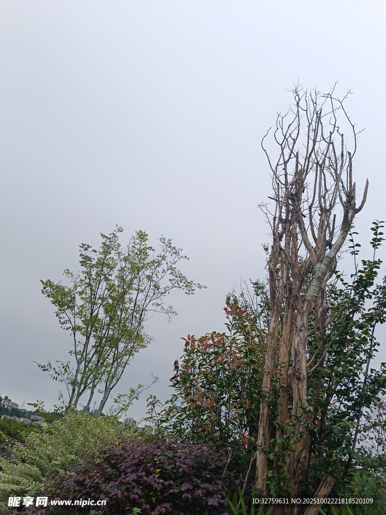 枯树与绿植的自然景致